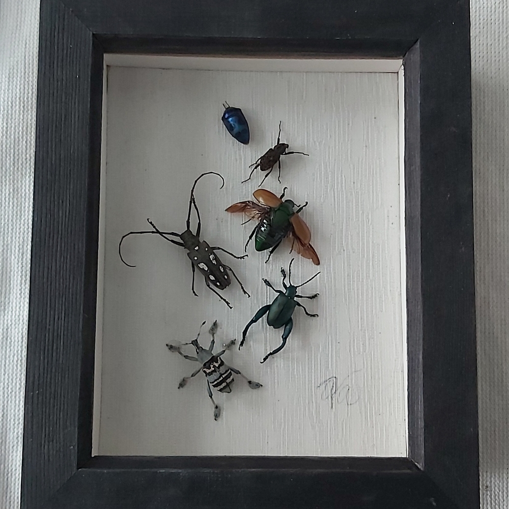 Framed Insect Collection In Shadow Box 8"x6"